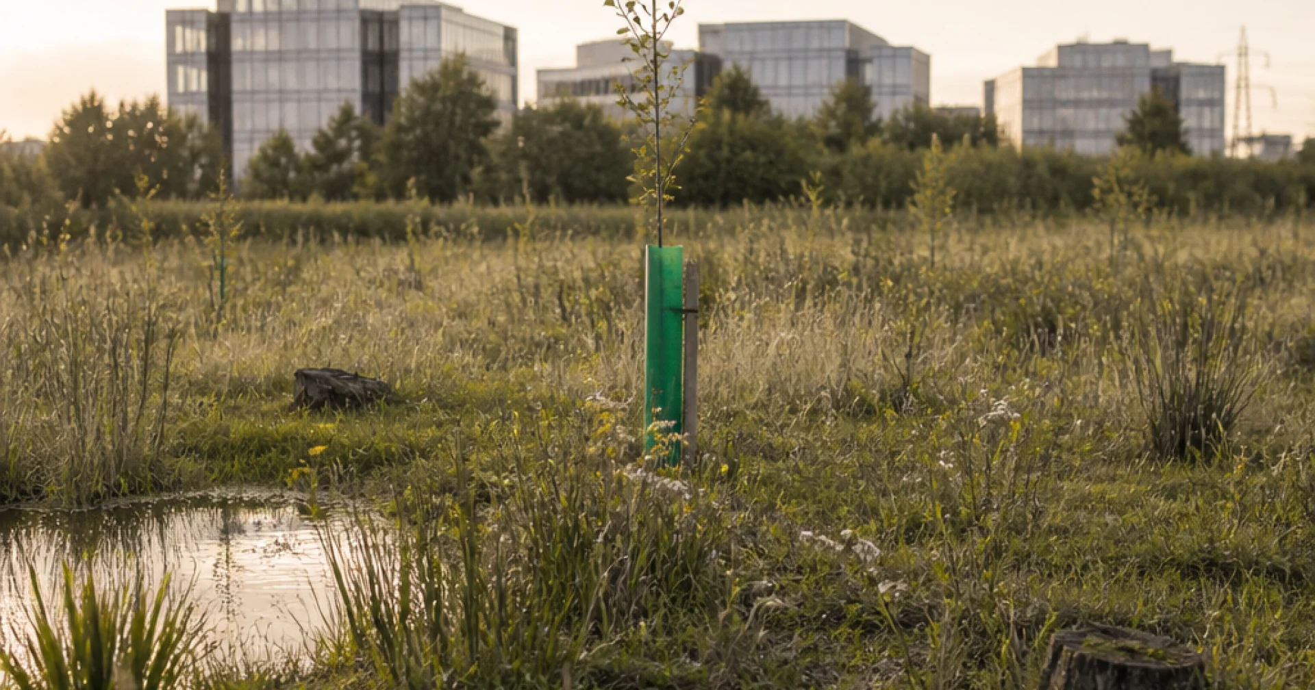 La biodiversité n'est pas la petite sœur du climat : pourquoi votre comex doit lui dédier un poste
